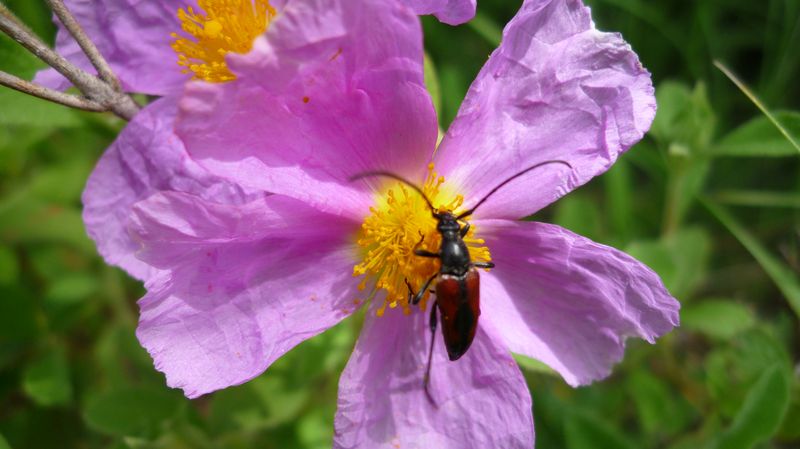 Da identificare, se possibile:  Stenurella melanura (Cerambycidae)